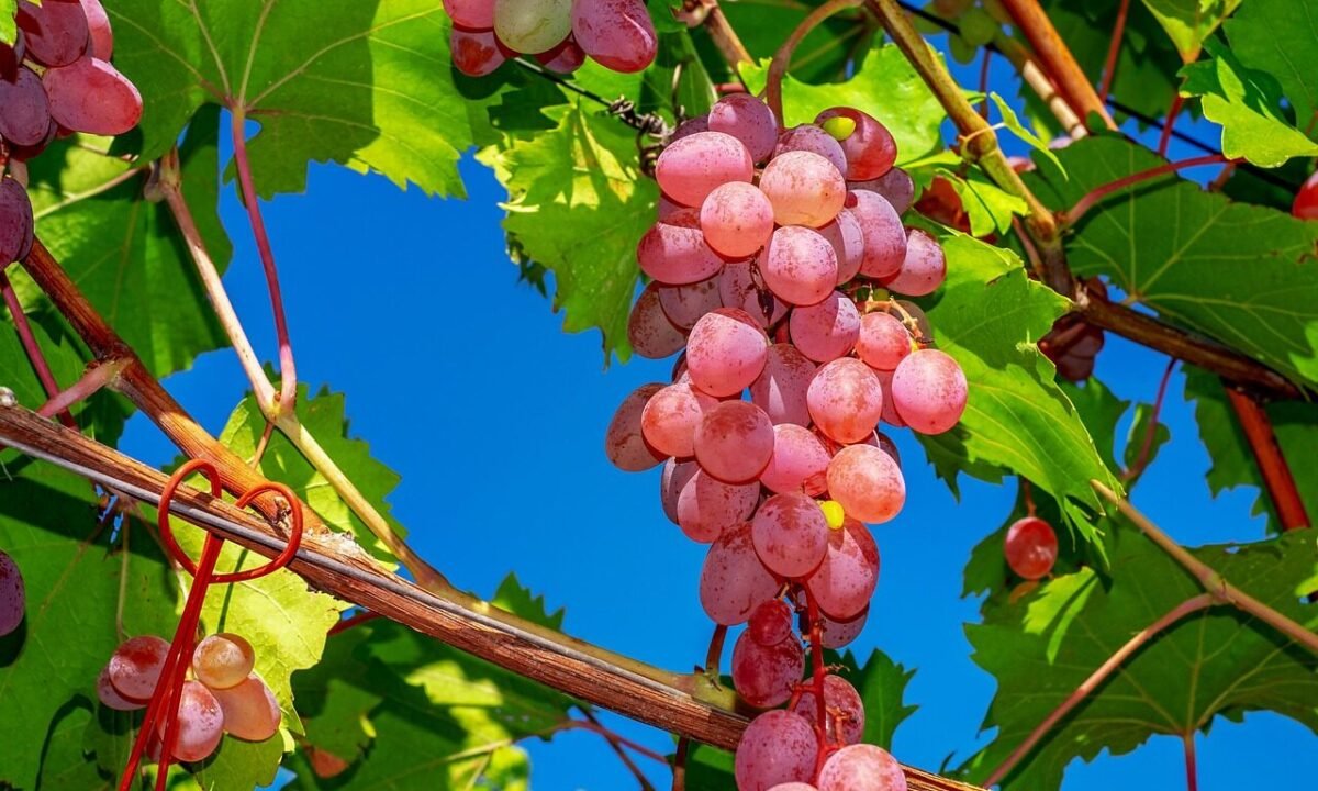 Sturm, Most und ein bisserl Wehmut: Warum der September beim Heurigen anders schmeckt