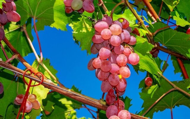 Sturm, Most und ein bisserl Wehmut: Warum der September beim Heurigen anders schmeckt